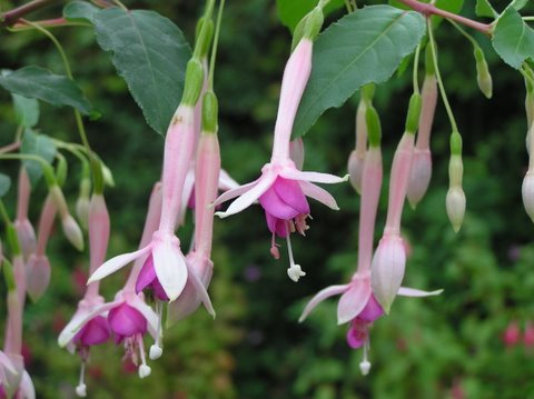 FLEUR DE PICARDIE